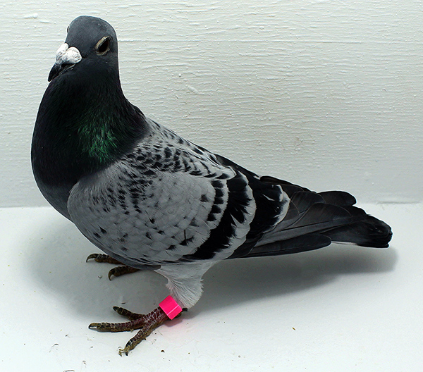 Band: AU 20168 AA 2025